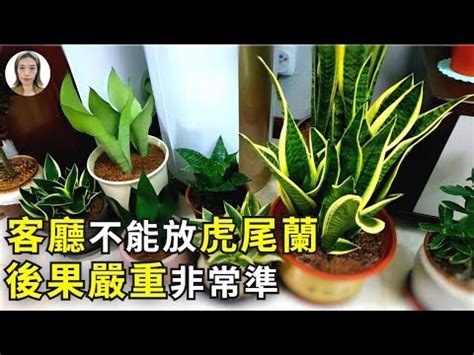 石筆虎尾蘭風水|虎尾蘭風水禁忌：從風水學角度告訴你，為什麼這些地。